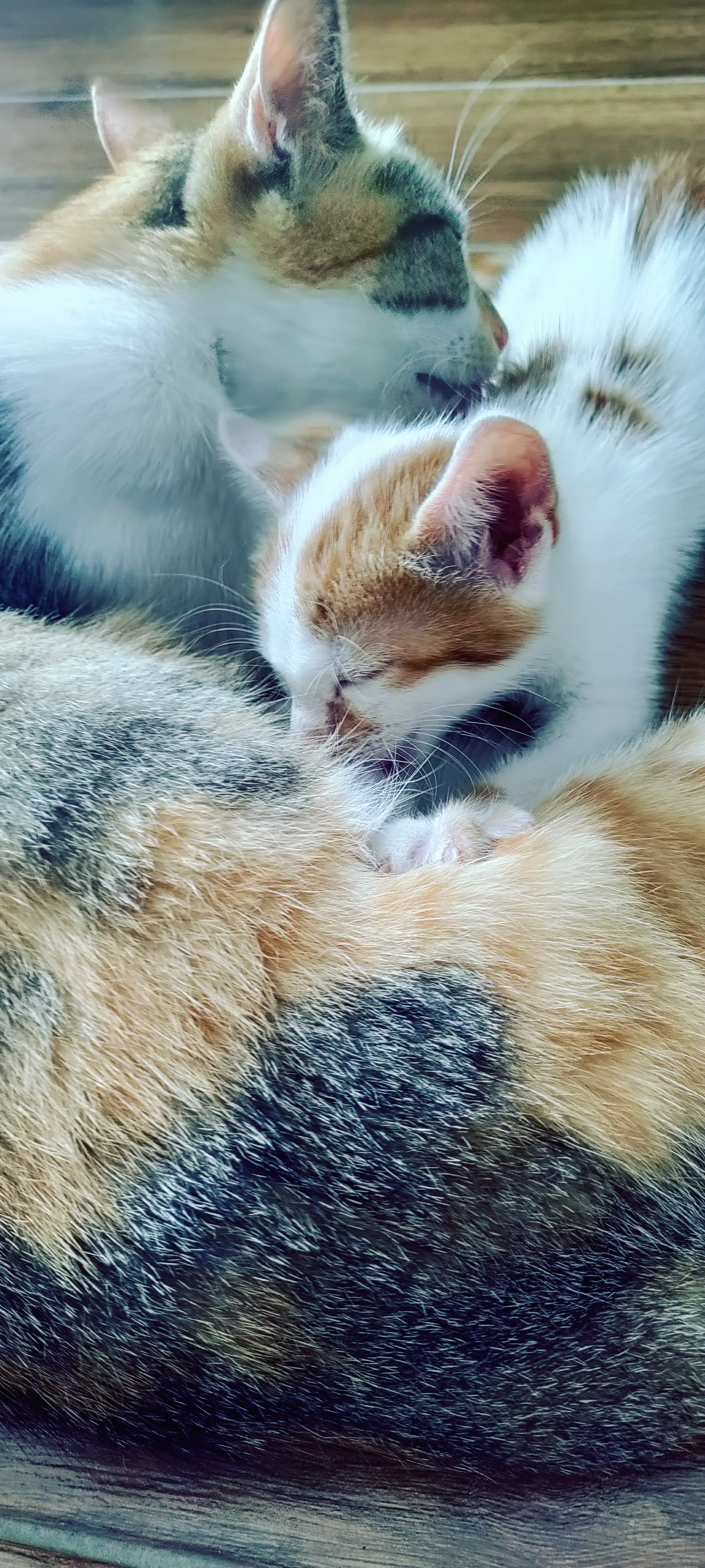 Ginger nursing Cross