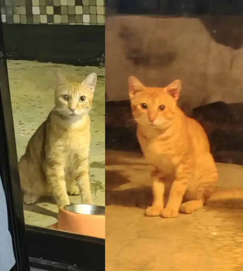 Leeloo and Lilu