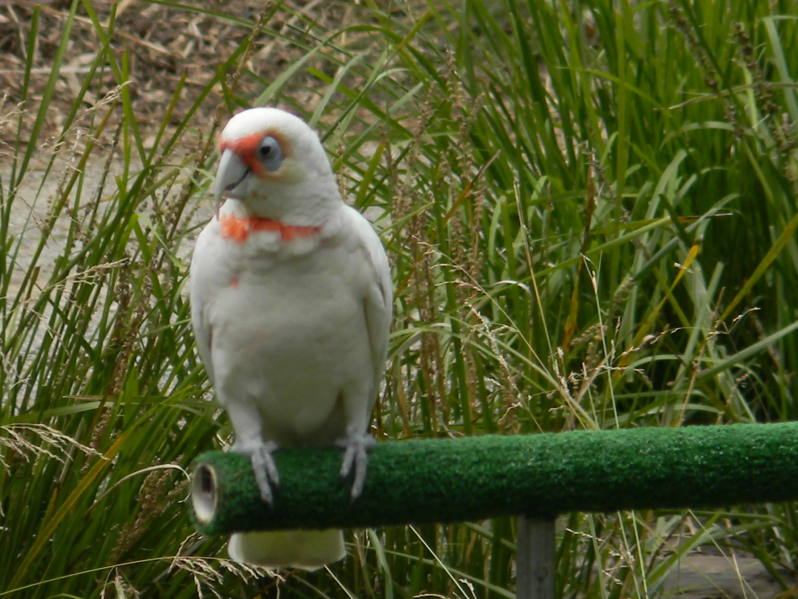 2011 Dec - Melbourne
