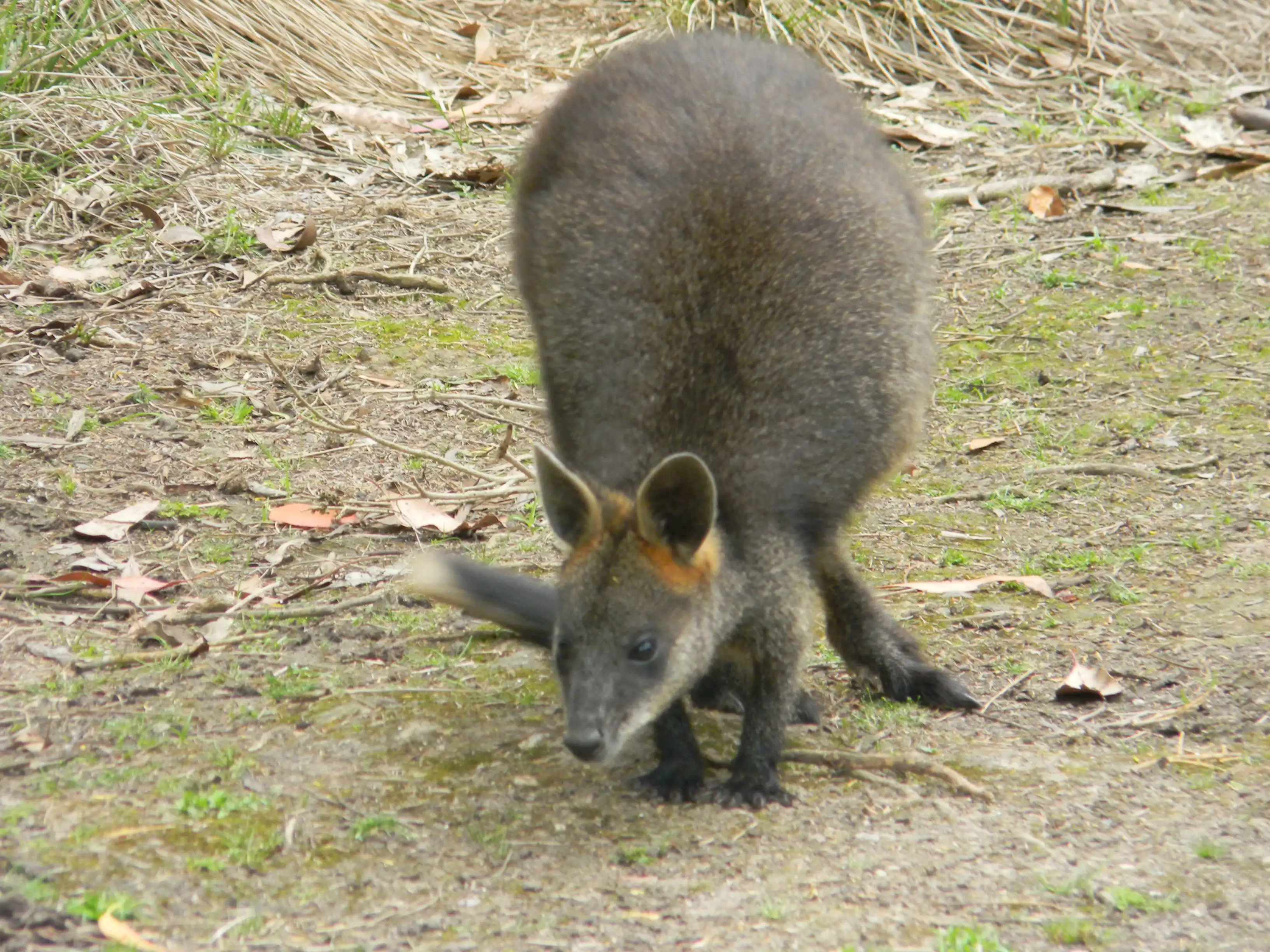 2011 Dec - Melbourne