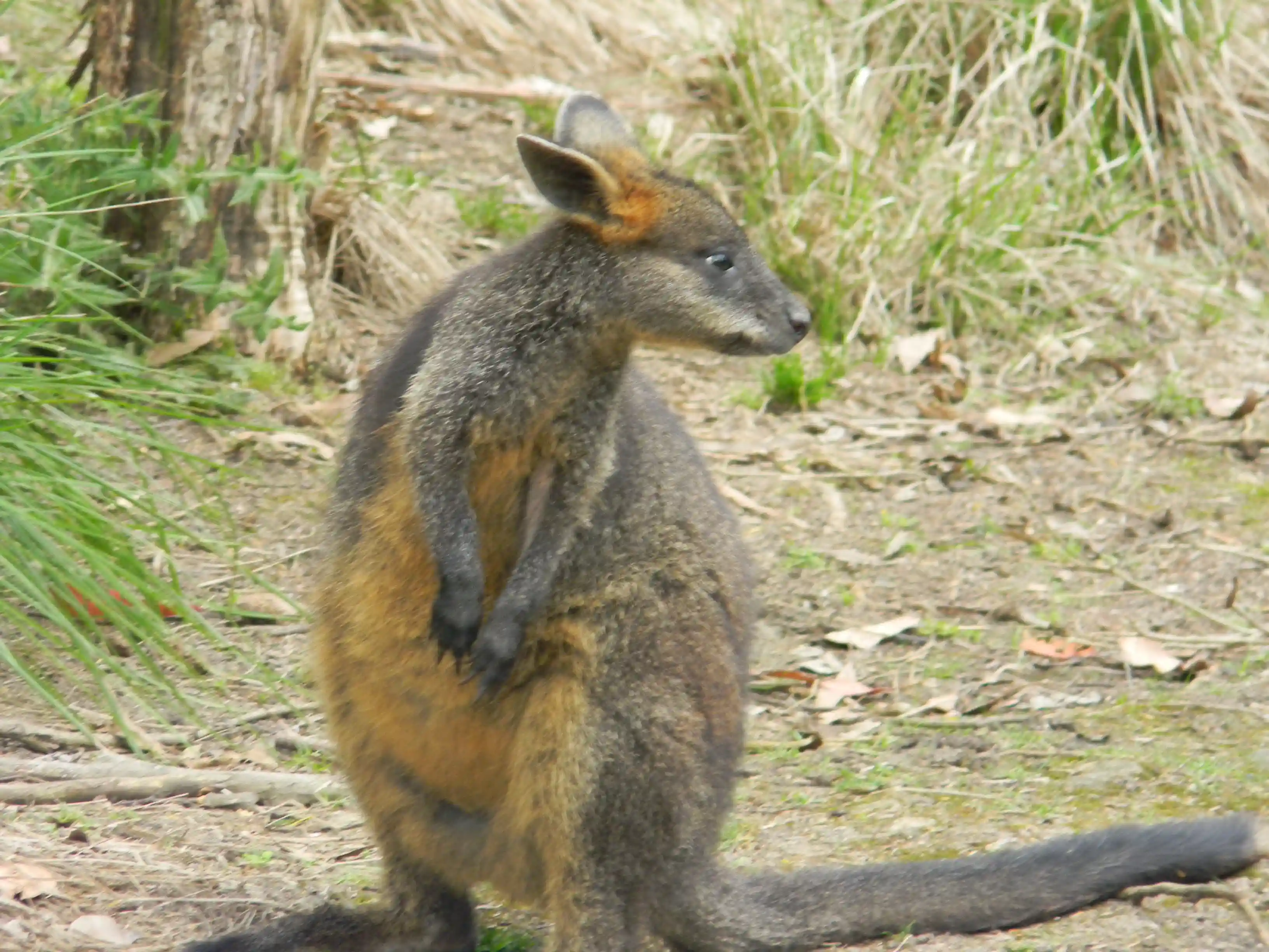 2011 Dec - Picture of a Wallaby