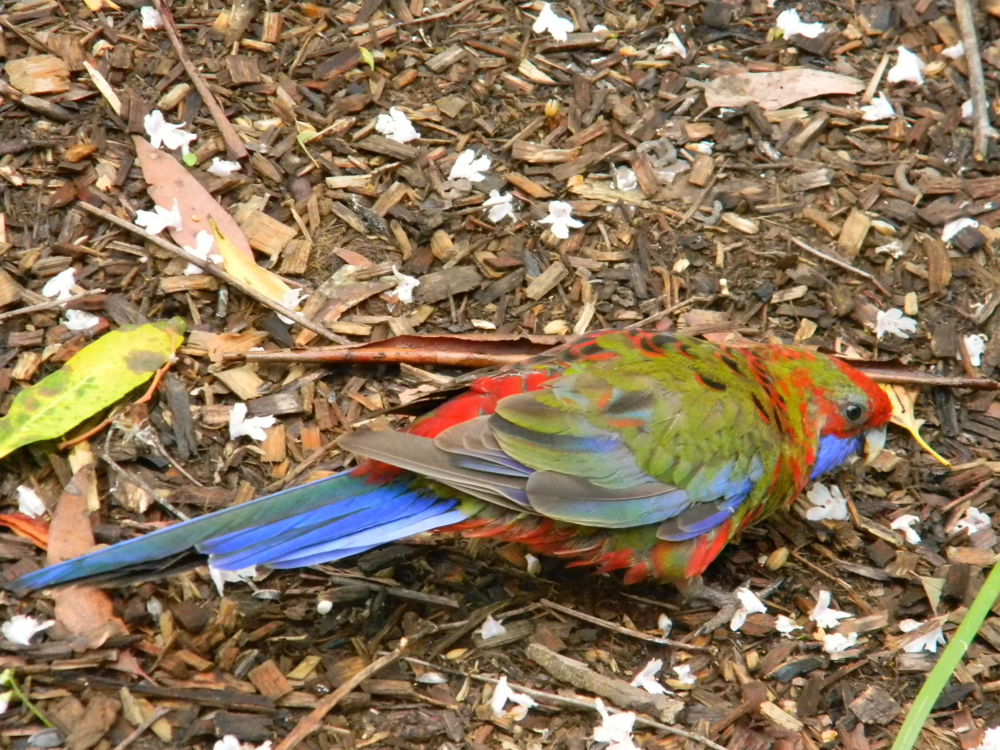 2011 Dec - Melbourne
