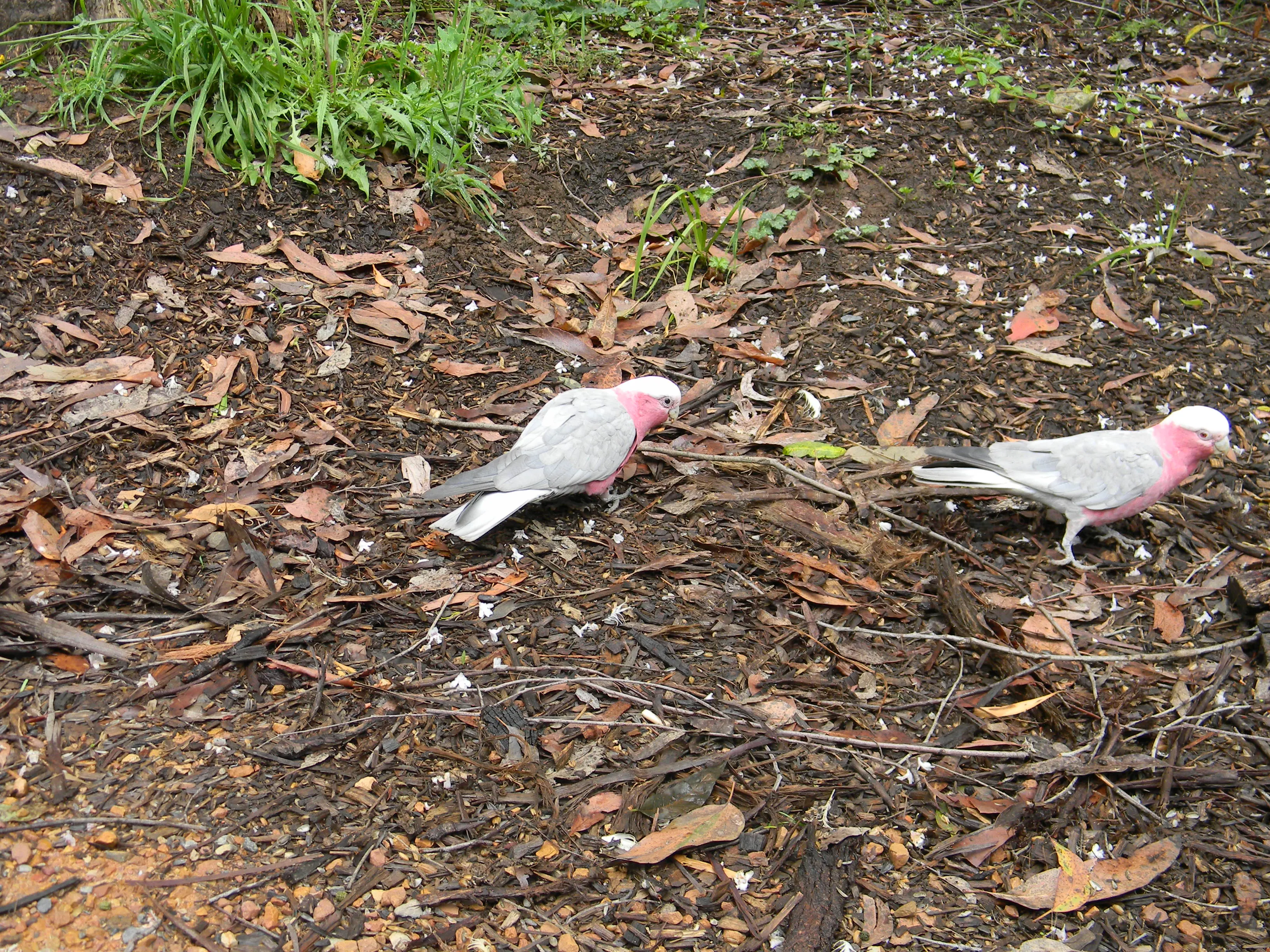 2011 Dec - Melbourne