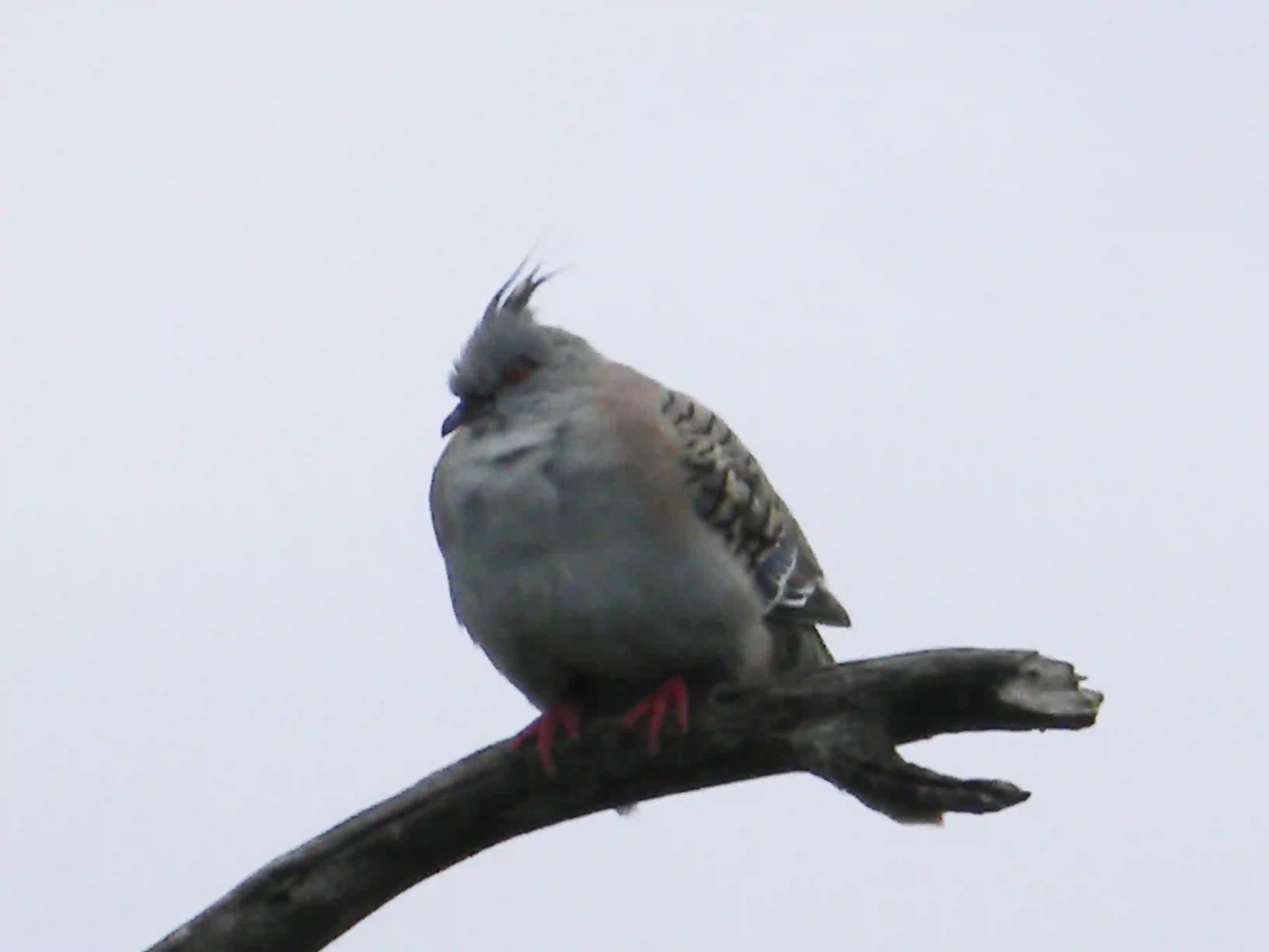 2011 Dec - Melbourne