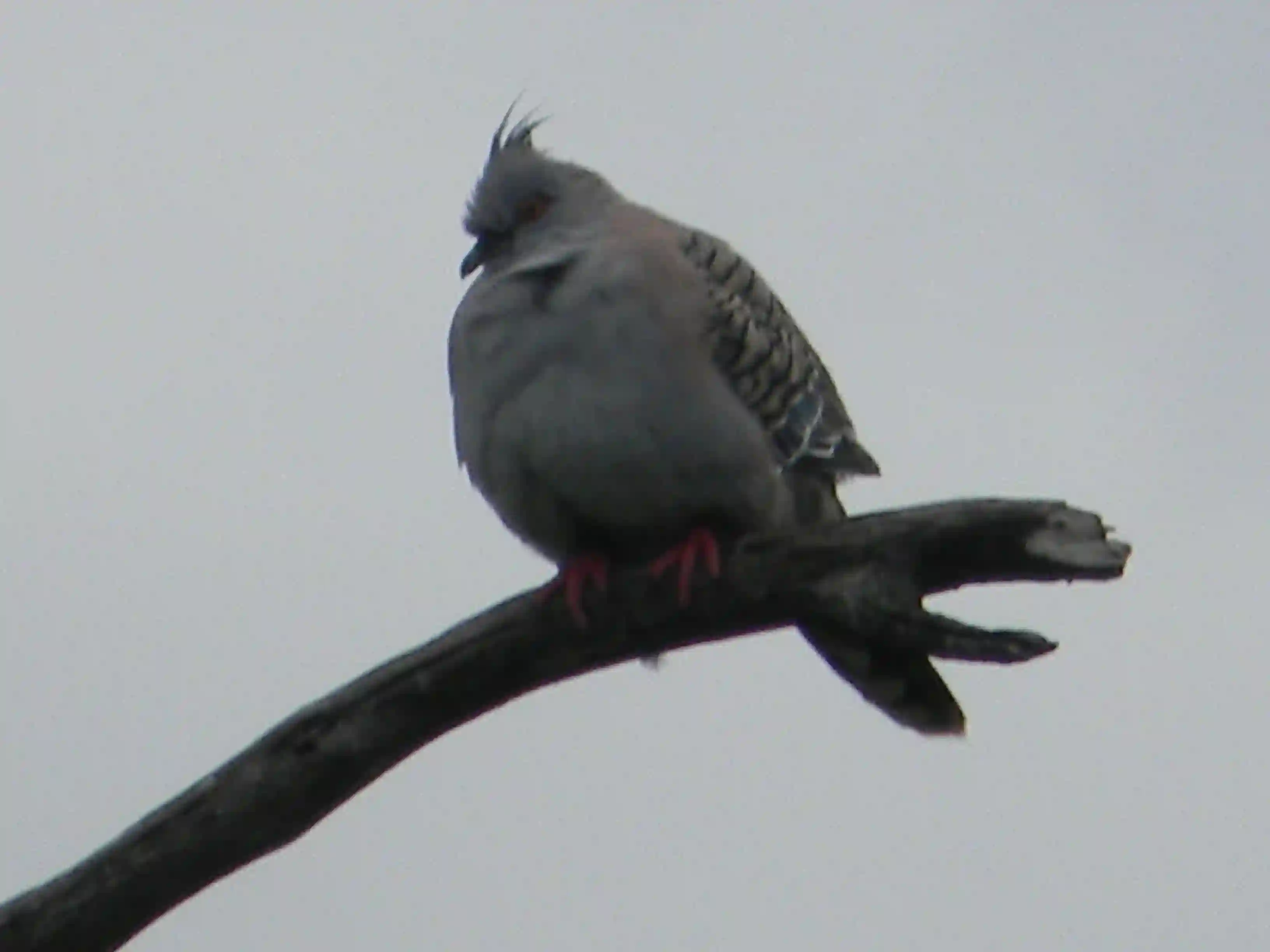 2011 Dec - Melbourne