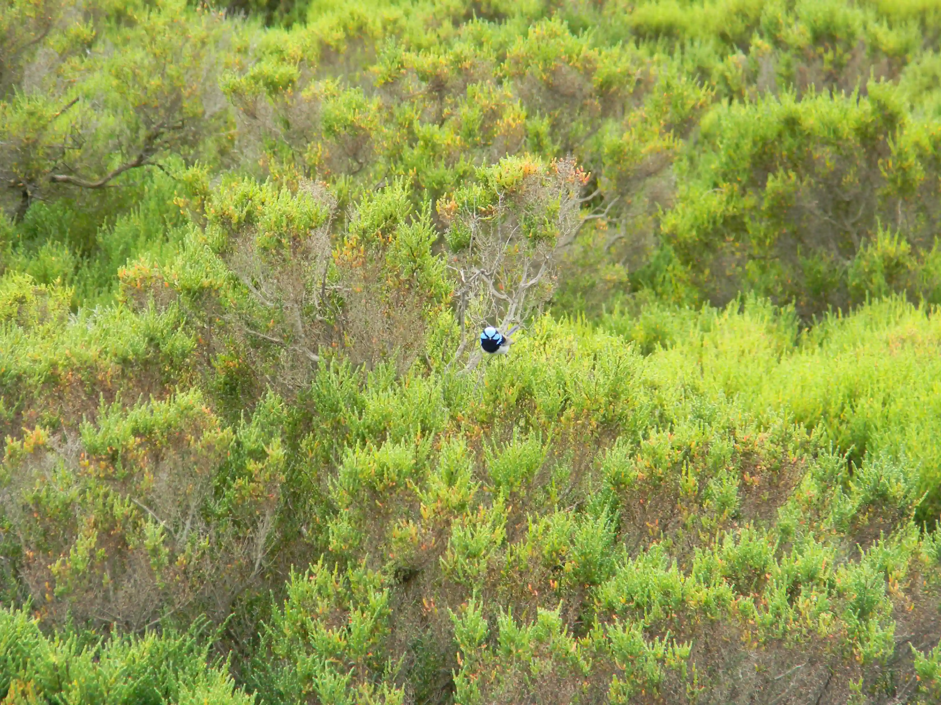 2011 Dec - Superb Fairywren - Melbourne