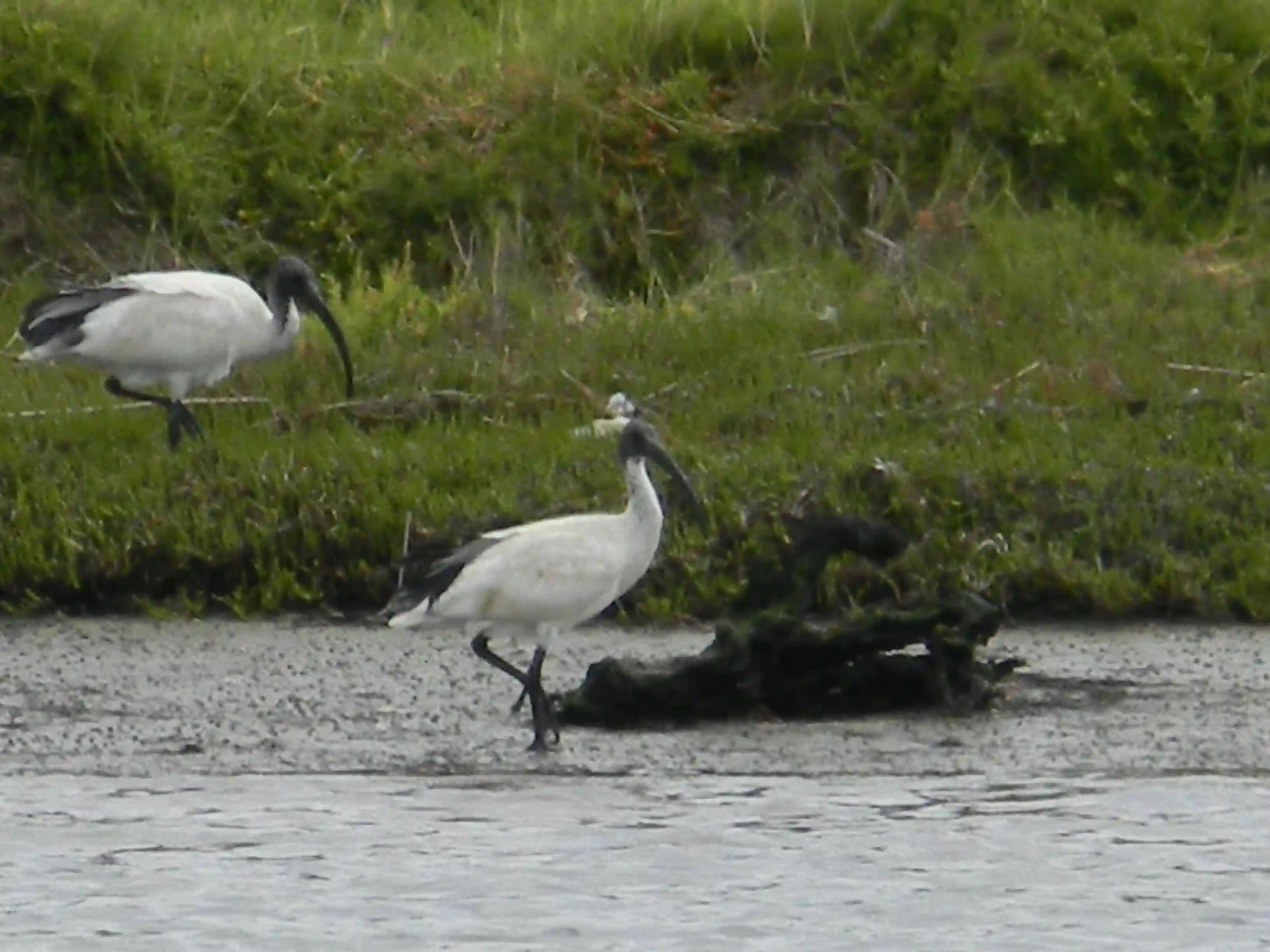 2011 Dec - Australian White Ibises - Melbourne