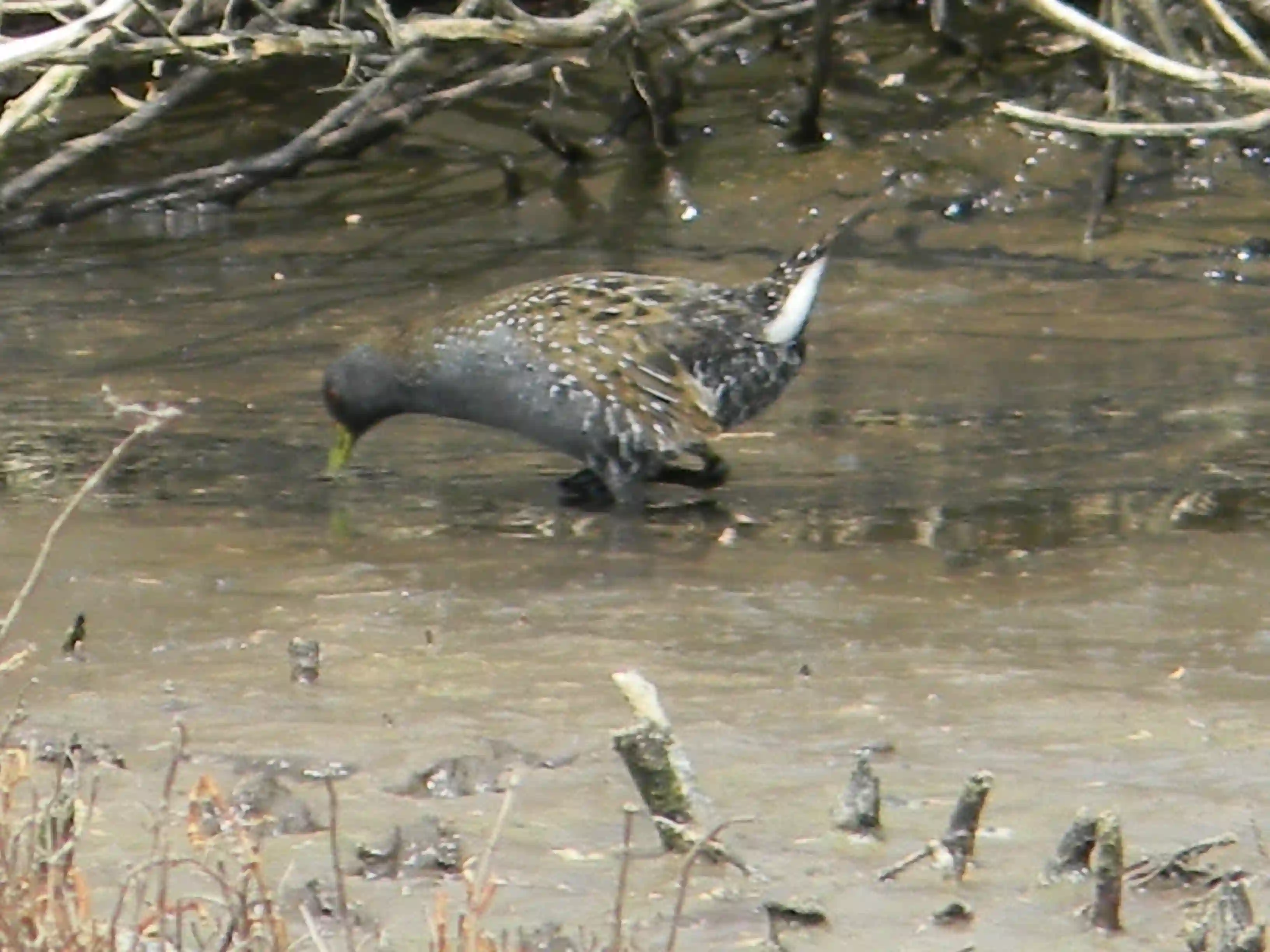 2011 Dec - Australian Spotted Crake - Melbourne