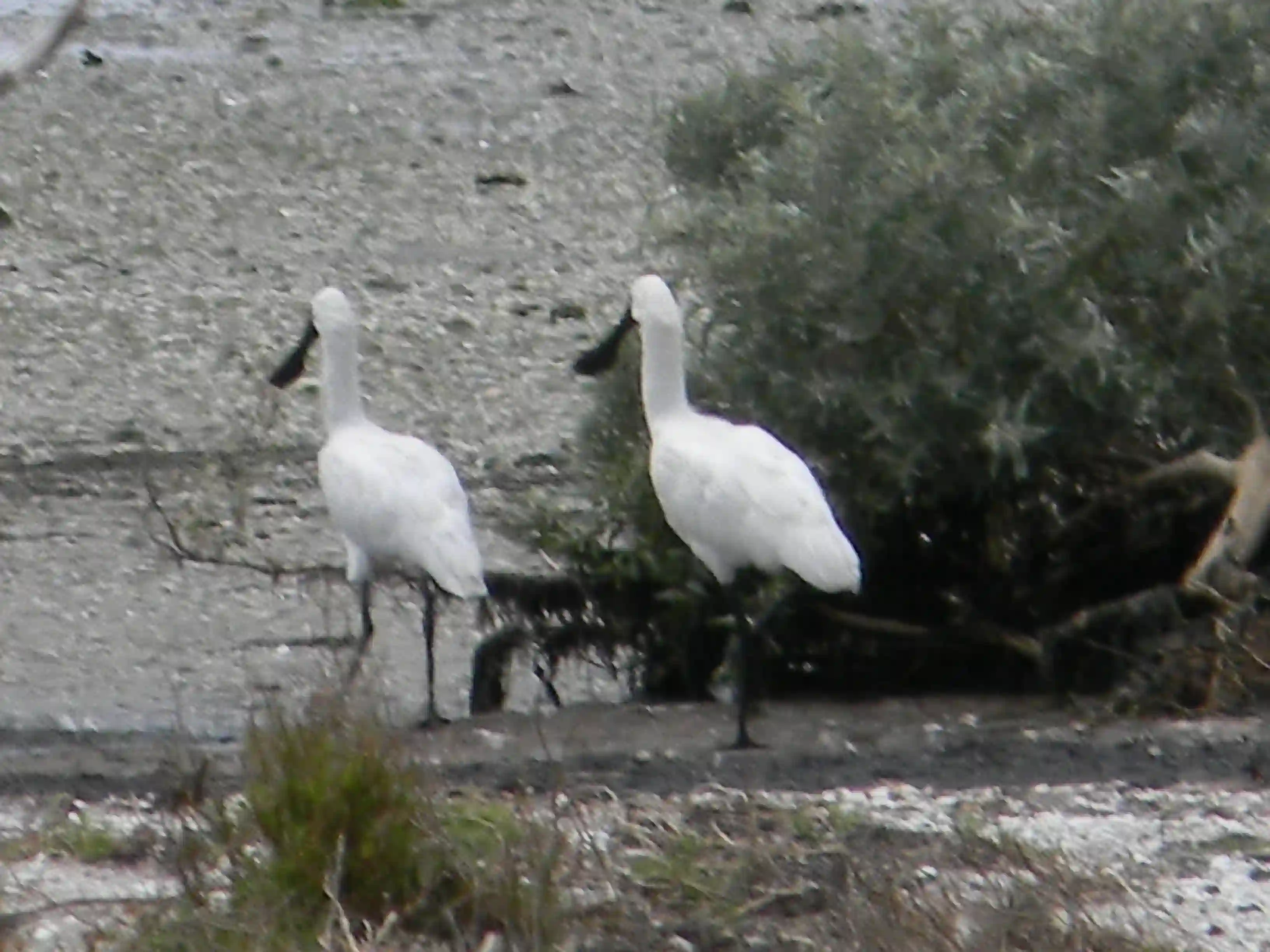 2011 Dec - Wild Royal Spoonbill - Melbourne