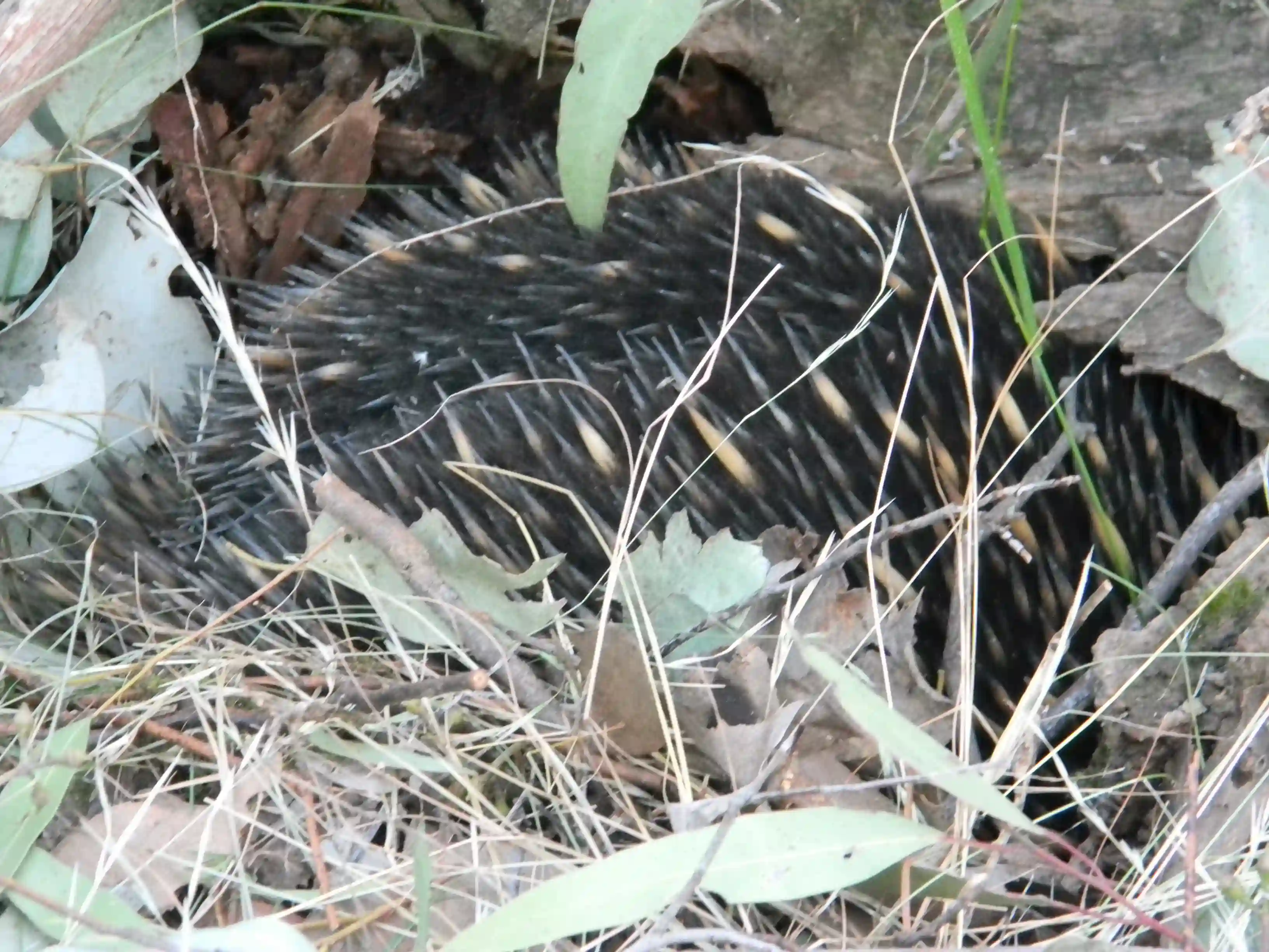 2011 Dec - A shy Echidna in Melbourne