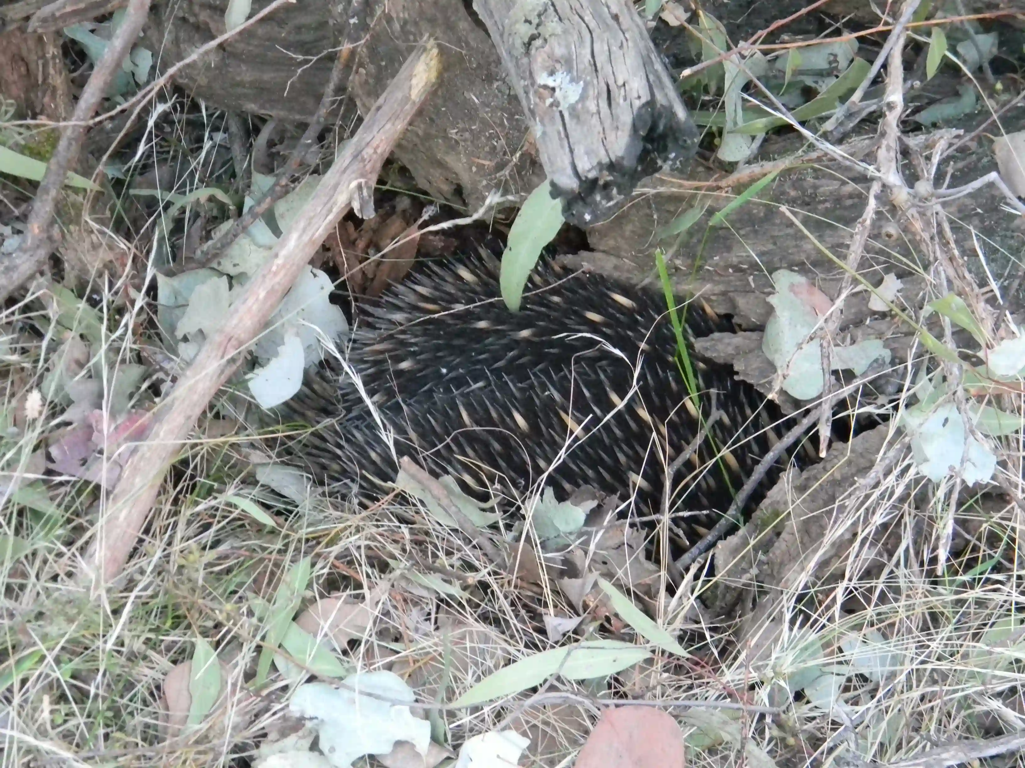 2011 Dec - A shy Echidna in Melbourne
