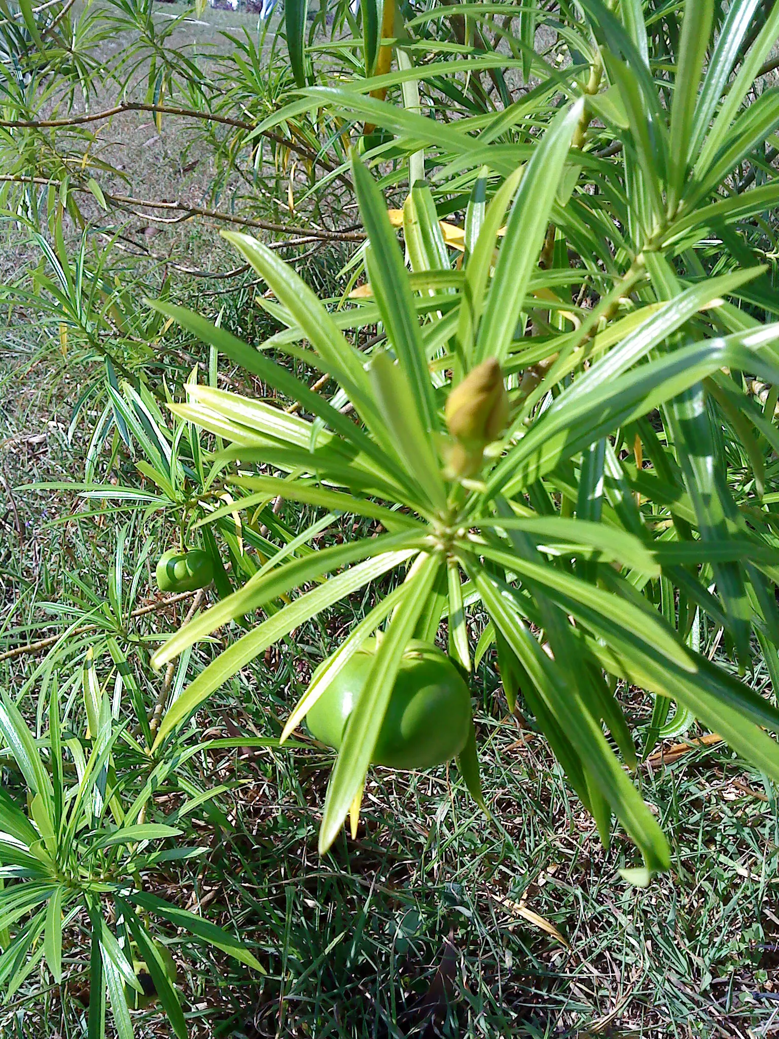 2011 Sep - Yellow Oleander Plant - Stanley, Hong Kong