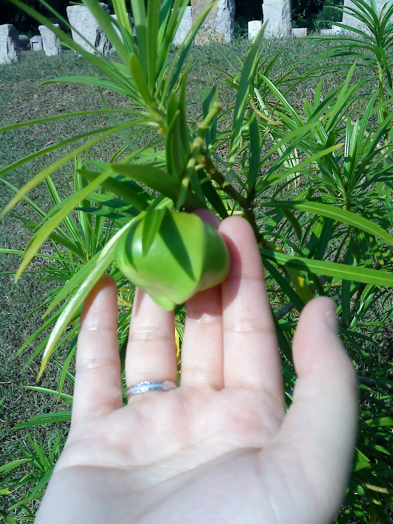 2011 Sep - Extremely toxic Yellow Oleander Fruit - Stanley, Hong Kong
