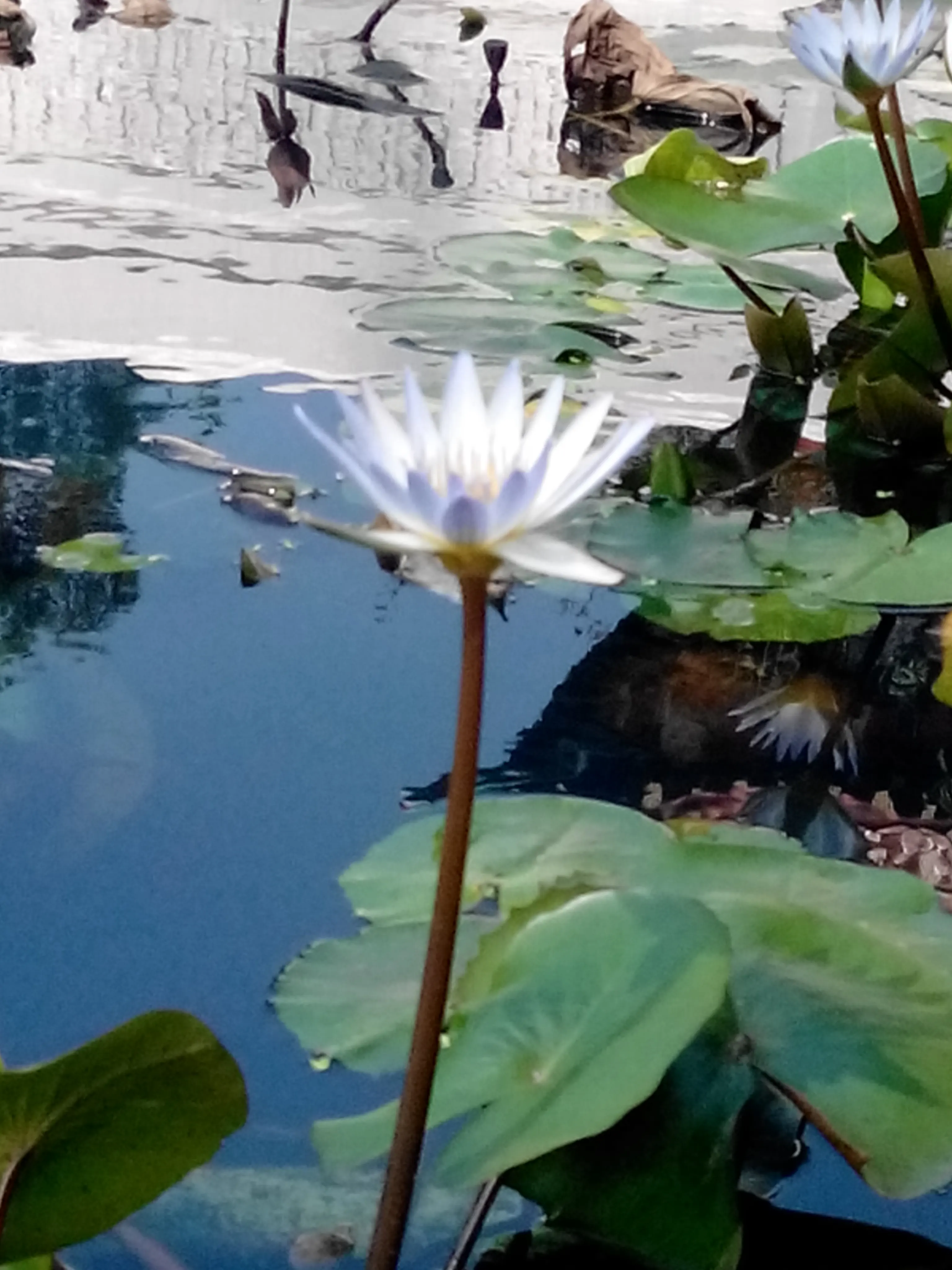 2014 Nov - Lotus - Lantau, Hong Kong